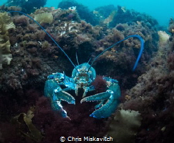 Blue Lobsters are a rare sight....But times you can find ... by Chris Miskavitch 